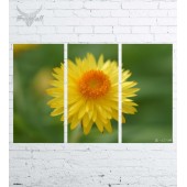 Модульная картина "Цветы №405"